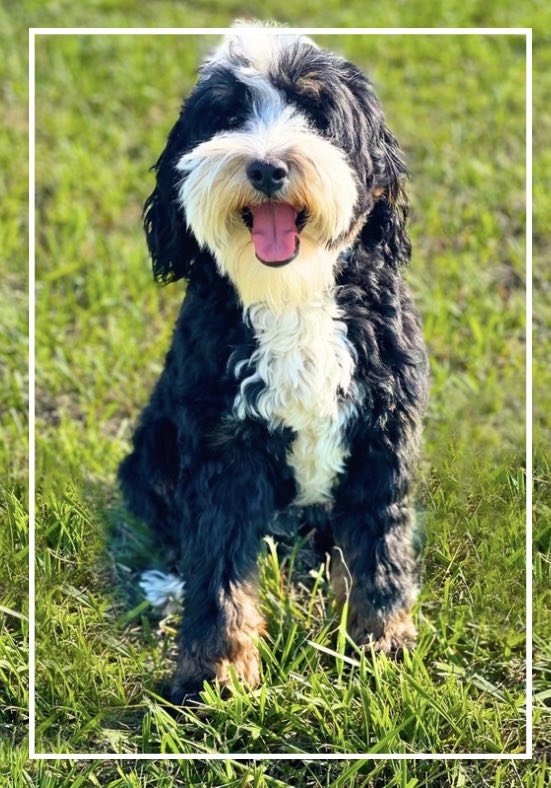 Milo- Jamaha Bernedoodles